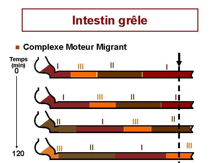 Intestin grêle n Complexe Moteur Migrant Temps (min) 0 I II III I II