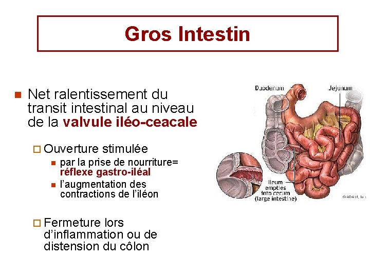 Gros Intestin n Net ralentissement du transit intestinal au niveau de la valvule iléo-ceacale