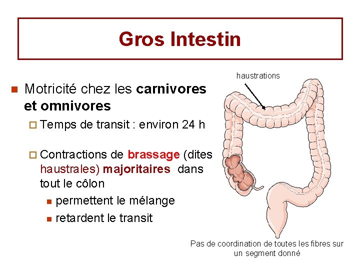 Gros Intestin haustrations n Motricité chez les carnivores et omnivores ¨ Temps de transit