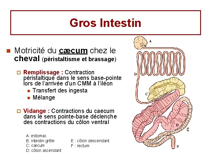 Gros Intestin n Motricité du cæcum chez le cheval (péristaltisme et brassage) ¨ Remplissage