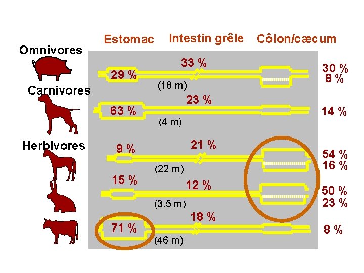Omnivores Estomac 29 % Carnivores 63 % Herbivores Intestin grêle 33 % (18 m)