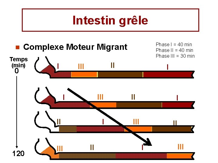 Intestin grêle n Phase I = 40 min Phase III = 30 min Complexe