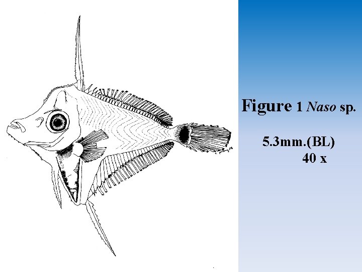 Figure 1 Naso sp. 5. 3 mm. (BL) 40 x 