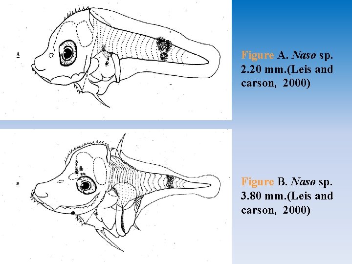 Figure A. Naso sp. 2. 20 mm. (Leis and carson, 2000) Figure B. Naso