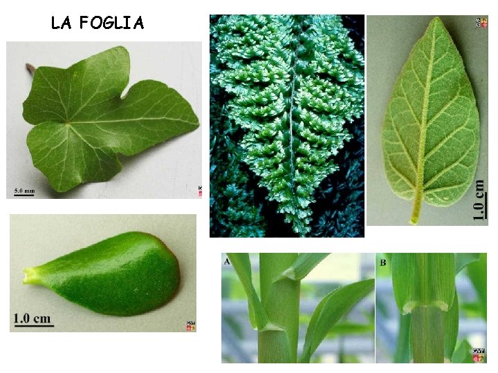 LA FOGLIA 