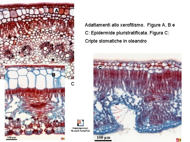 A Adattamenti allo xerofitismo. Figure A, B e C: Epidermide pluristratificata. Figura C: Cripte