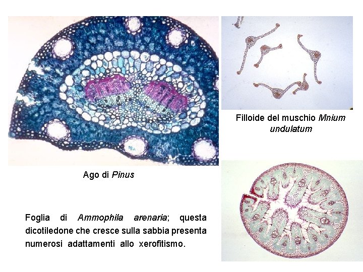 Filloide del muschio Mnium undulatum Ago di Pinus Foglia di Ammophila arenaria; questa dicotiledone