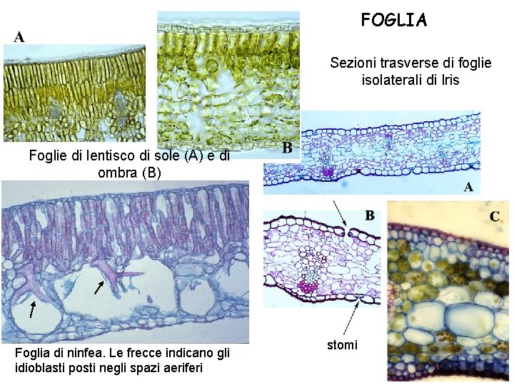 FOGLIA Sezioni trasverse di foglie isolaterali di Iris Foglie di lentisco di sole (A)