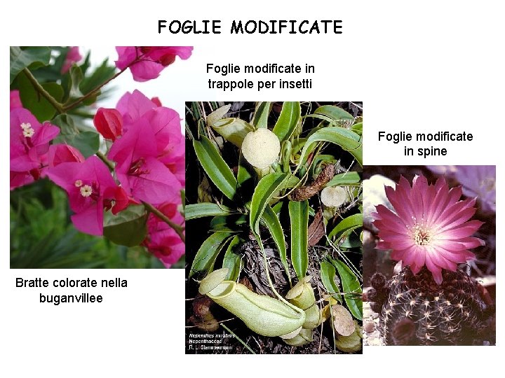 FOGLIE MODIFICATE Foglie modificate in trappole per insetti Foglie modificate in spine Bratte colorate