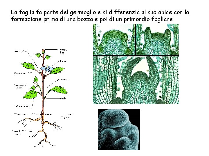 La foglia fa parte del germoglio e si differenzia al suo apice con la