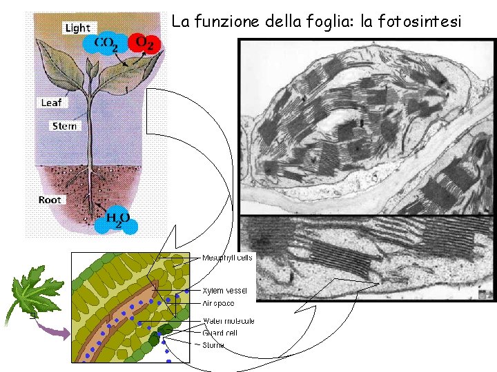 La funzione della foglia: la fotosintesi 