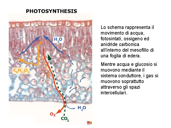 Lo schema rappresenta il movimento di acqua, fotosintati, ossigeno ed anidride carbonica all’interno del