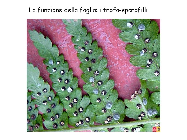La funzione della foglia: i trofo-sporofilli 