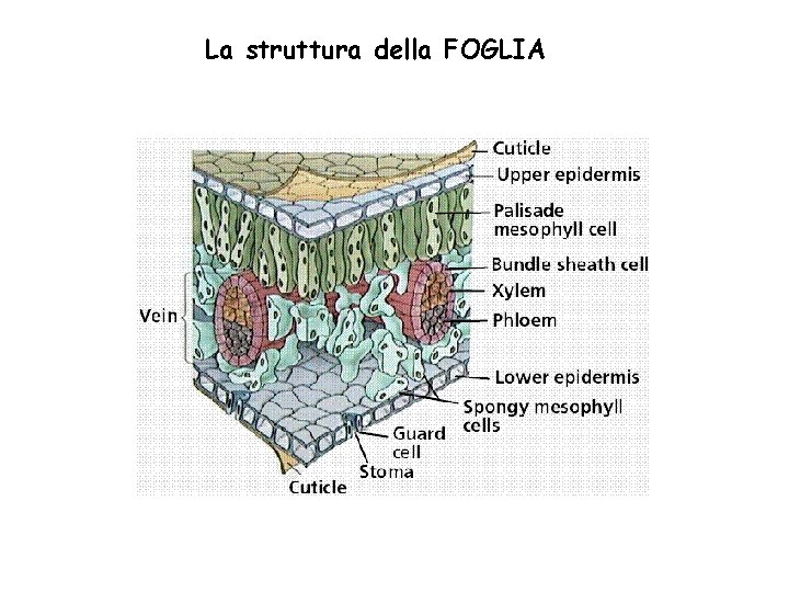 La struttura della FOGLIA 