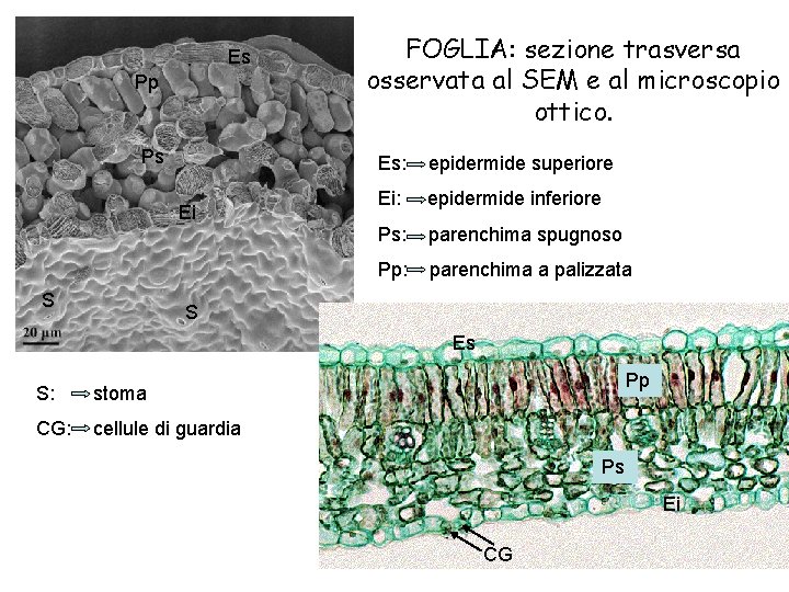 Es Pp Ps Ei S FOGLIA: sezione trasversa osservata al SEM e al microscopio