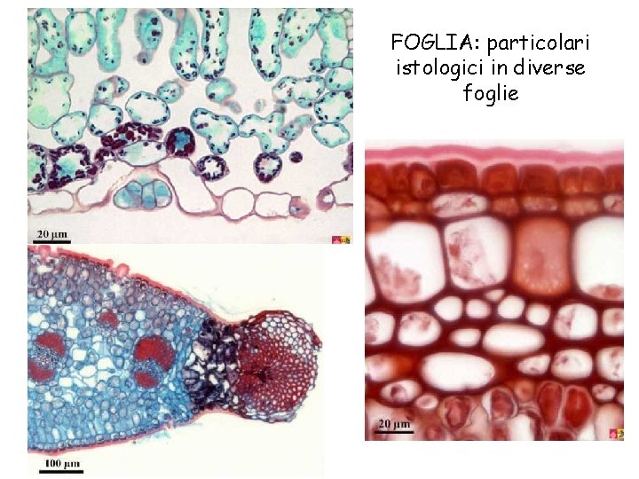 FOGLIA: particolari istologici in diverse foglie 