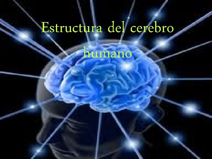 Estructura del cerebro humano 