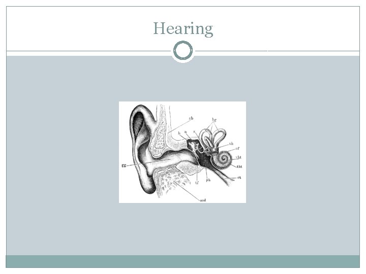 Hearing 