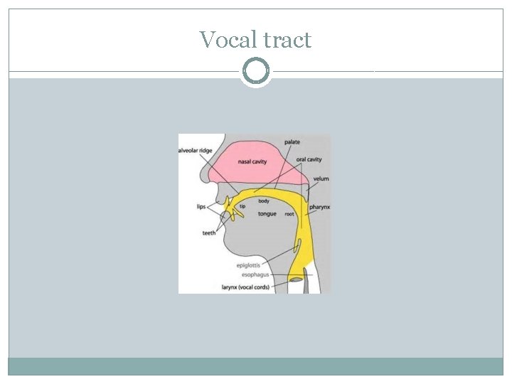 Vocal tract 