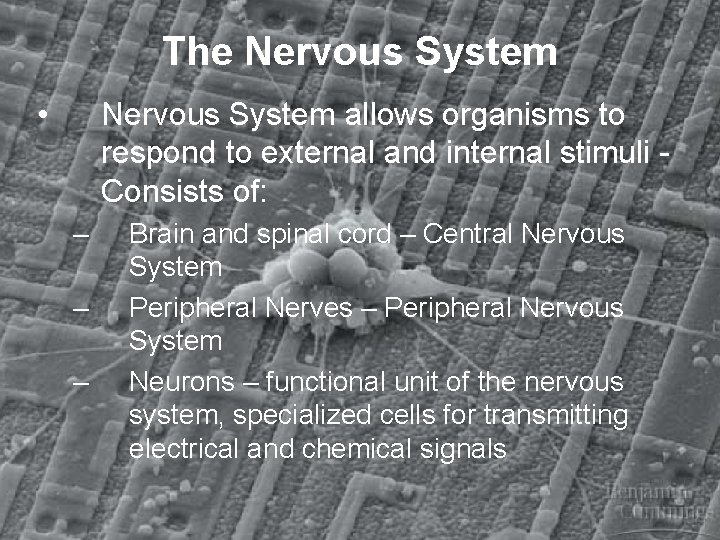 The Nervous System • Nervous System allows organisms to respond to external and internal