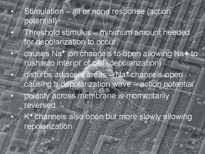  • • • Stimulation – all or none response (action potential) Threshold stimulus