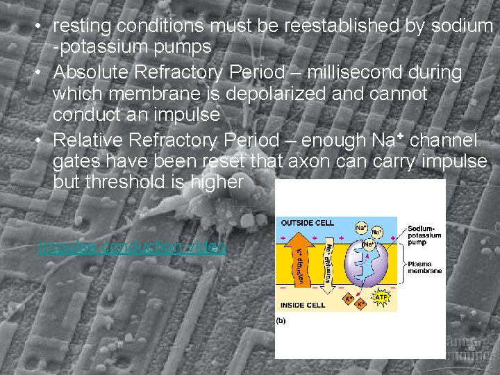  • resting conditions must be reestablished by sodium -potassium pumps • Absolute Refractory