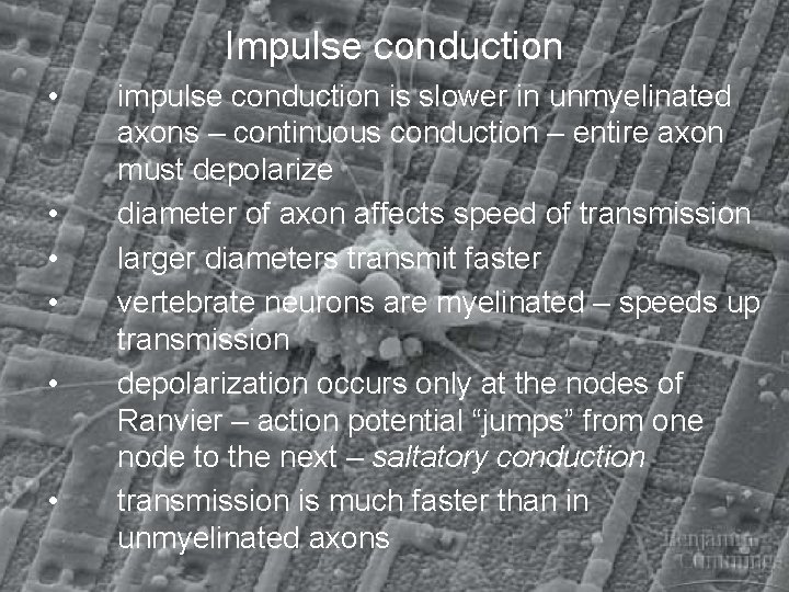 Impulse conduction • • • impulse conduction is slower in unmyelinated axons – continuous