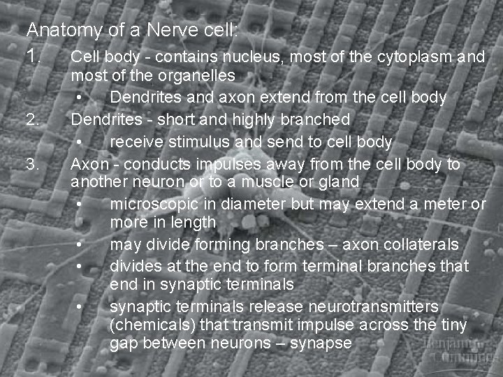 Anatomy of a Nerve cell: 1. Cell body - contains nucleus, most of the