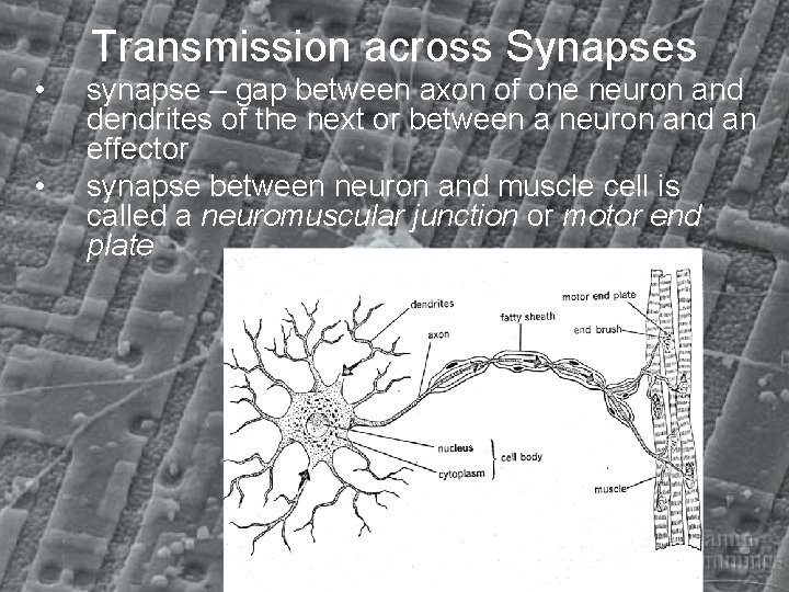 Transmission across Synapses • • synapse – gap between axon of one neuron and