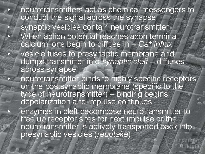  • • • neurotransmitters act as chemical messengers to conduct the signal across