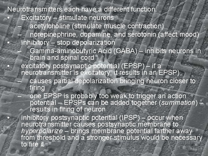 Neurotransmitters each have a different function: • Excitatory – stimulate neurons – acetylcholine (stimulate