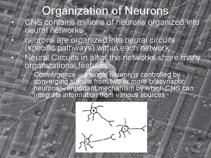 Organization of Neurons • • • CNS contains millions of neurons organized into neural