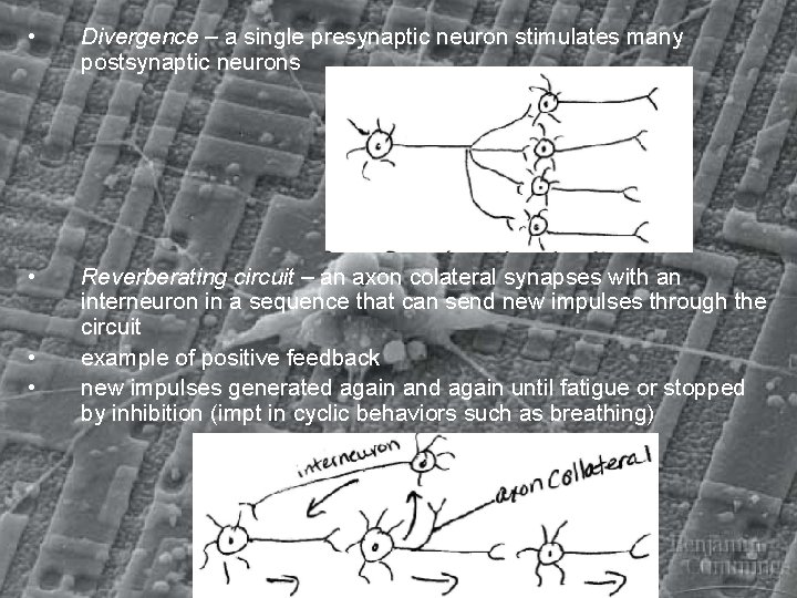  • Divergence – a single presynaptic neuron stimulates many postsynaptic neurons • Reverberating