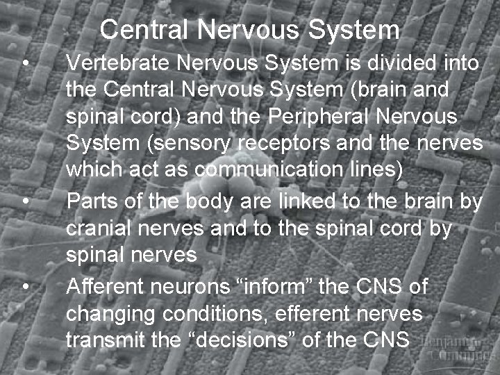 Central Nervous System • • • Vertebrate Nervous System is divided into the Central