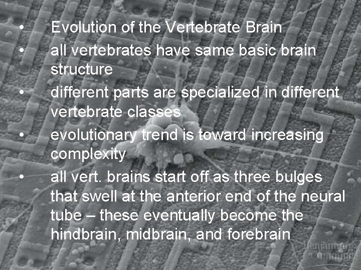  • • • Evolution of the Vertebrate Brain all vertebrates have same basic