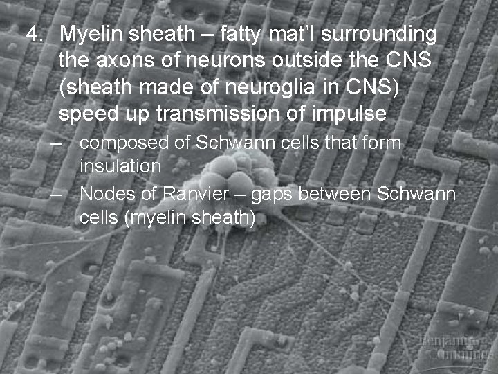 4. Myelin sheath – fatty mat’l surrounding the axons of neurons outside the CNS