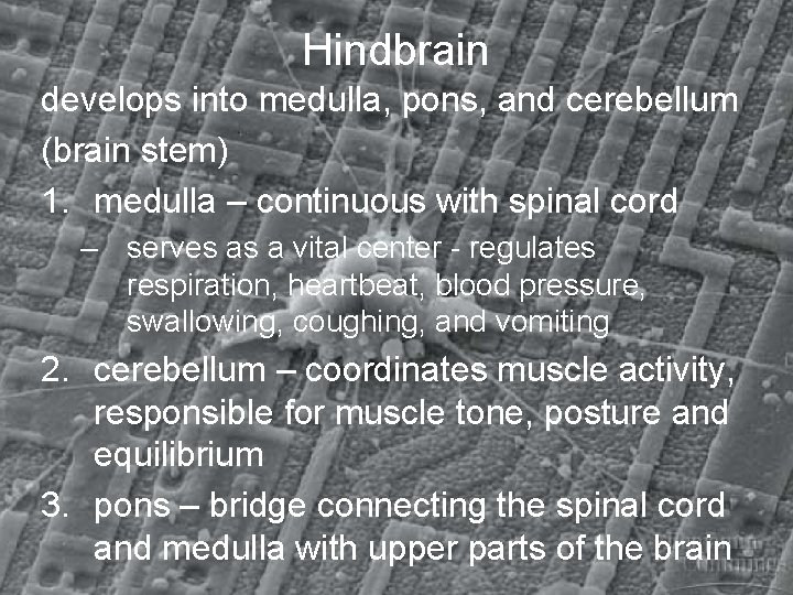 Hindbrain develops into medulla, pons, and cerebellum (brain stem) 1. medulla – continuous with
