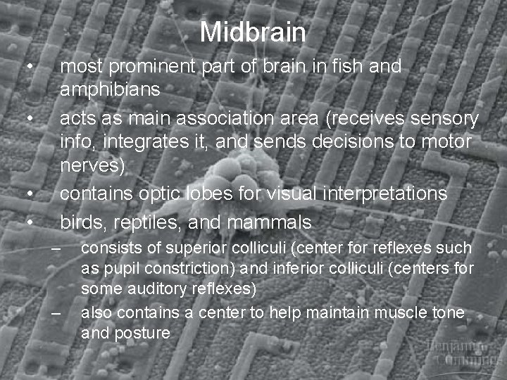 Midbrain • • most prominent part of brain in fish and amphibians acts as