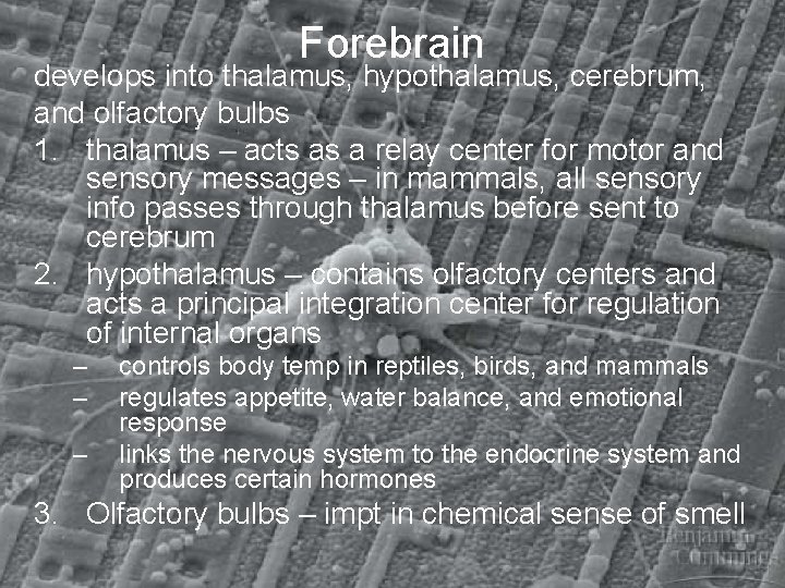 Forebrain develops into thalamus, hypothalamus, cerebrum, and olfactory bulbs 1. thalamus – acts as