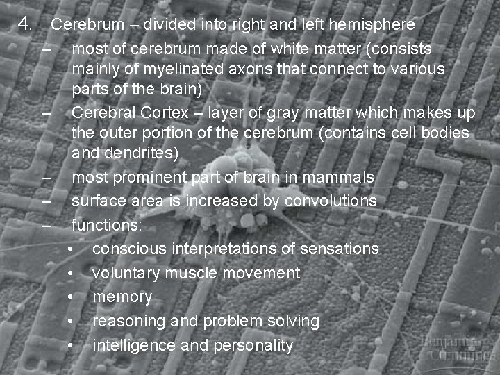 4. Cerebrum – divided into right and left hemisphere – – – most of