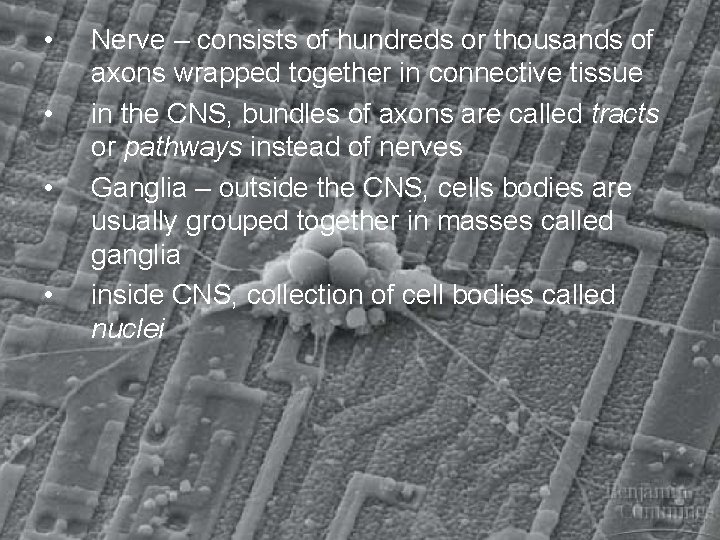  • • Nerve – consists of hundreds or thousands of axons wrapped together