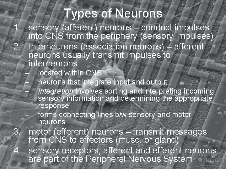 Types of Neurons 1. sensory (afferent) neurons – conduct impulses into CNS from the