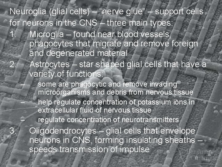 Neuroglia (glial cells) – “nerve glue” – support cells for neurons in the CNS