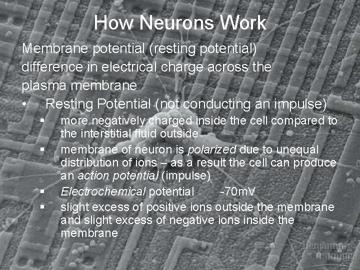 How Neurons Work Membrane potential (resting potential) difference in electrical charge across the plasma