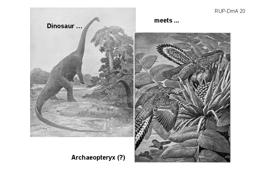 RUP-Dm. A 20 Dinosaur … meets. . . … Archaeopteryx (? ) 