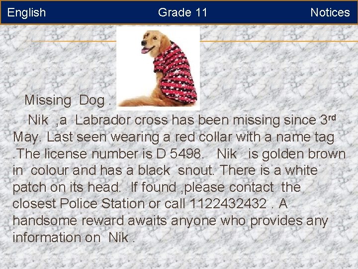 English Grade 11 Notices Missing Dog. Nik , a Labrador cross has been missing
