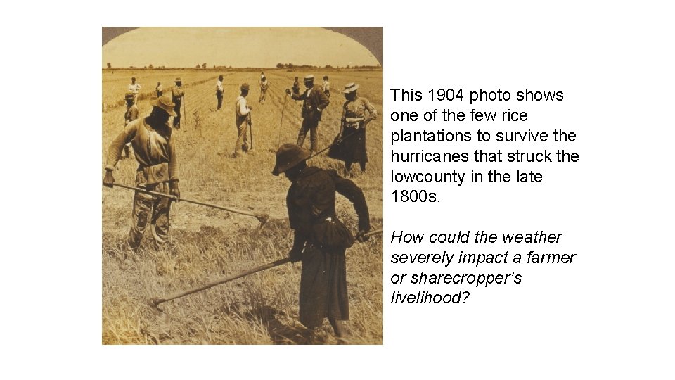 This 1904 photo shows one of the few rice plantations to survive the hurricanes