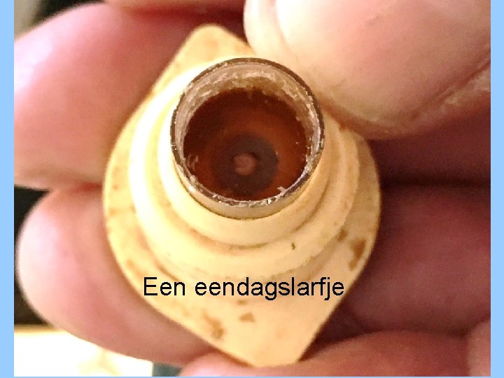 Een eendagslarfje 