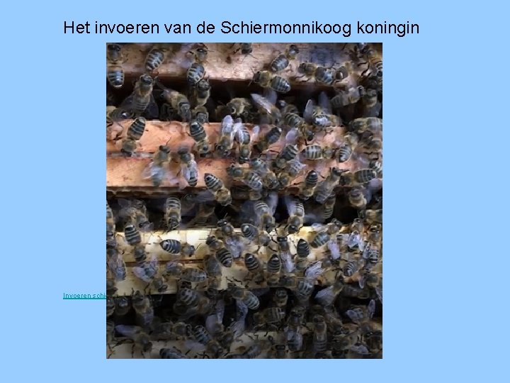 Het invoeren van de Schiermonnikoog koningin Invoeren schier. MOV 