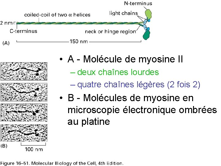  • A - Molécule de myosine II – deux chaînes lourdes – quatre